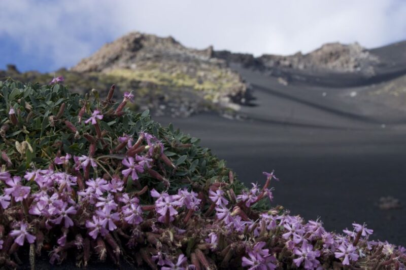Etna's Hidden Gems - Trek Valle Bove & Lava Tunnel with Gear - Who Will Appreciate This Tour Most?