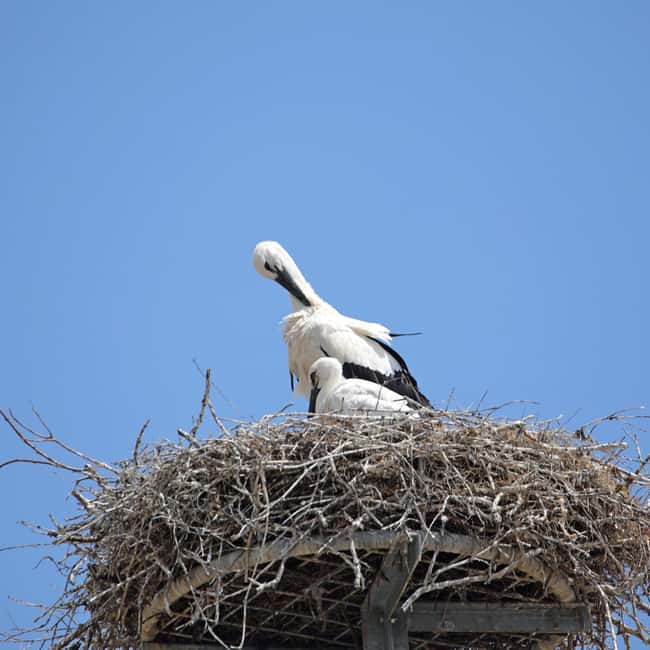 European Quarter Guided Walking Tour in Strasbourg - Starting Point at Pavillon de lOctroi