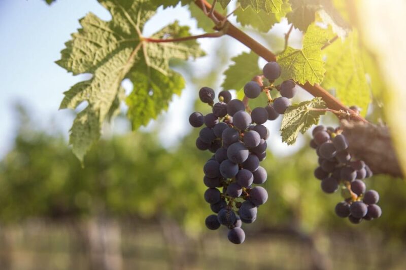 Evening of Wine and Scenic Views in Skiathos - Sampling 6 Exquisite Wines Produced in Skiathos