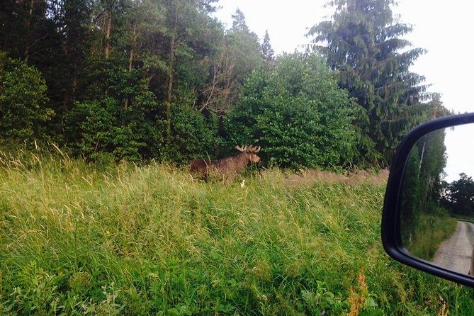 Evening Wildlife Safari from Stockholm - Exploring Sweden’s Forests and Meadows