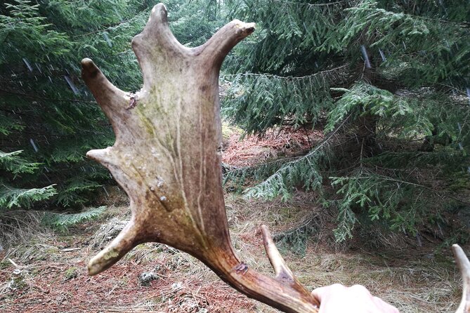 Evening Wildlife Safari with Campfire Dinner from Stockholm - Departing from Stockholm’s City Center to Tyresta National Park