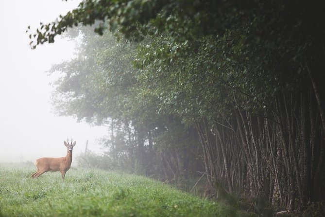 Evening Wildlife Safari with Campfire Dinner from Stockholm - Gathering Around the Campfire for Dinner