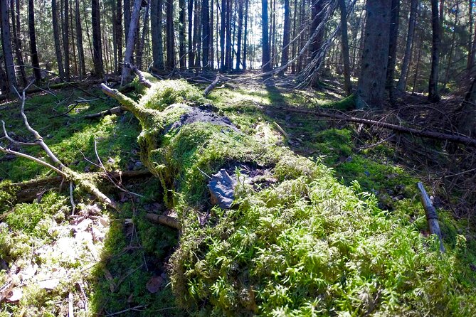 Evening Wildlife Safari with Campfire Dinner from Stockholm - Seasonal Variations and Weather Considerations