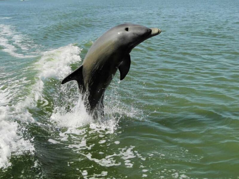 Everglades: 2 hour Manatee, Dolphin & Birding Boat Tour - Discover the Everglades on a 2-Hour Manatee, Dolphin & Birding Boat Tour