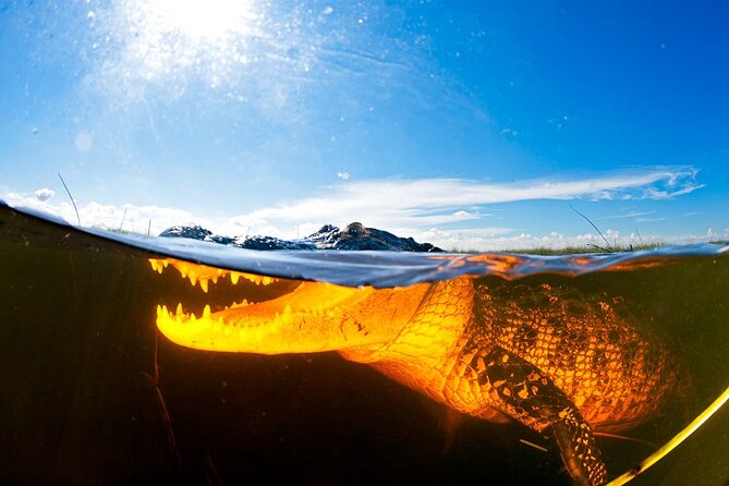 Everglades Admission Ticket with Airboat Ride and Wildlife Show - The 30-Minute Airboat Ride in the Everglades