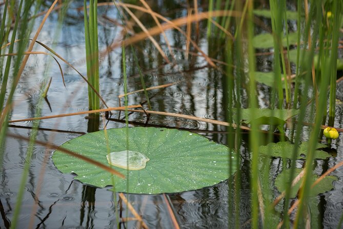 Everglades Admission Ticket with Airboat Ride and Wildlife Show - Practical Tips for Visitors