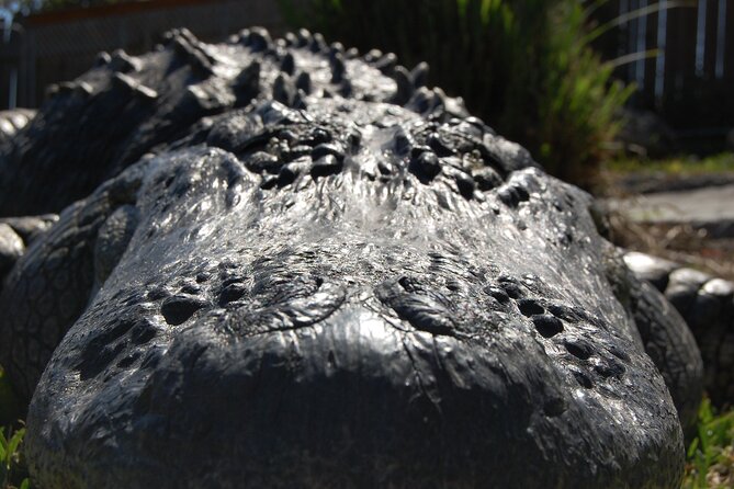 Everglades Admission Ticket with Airboat Ride and Wildlife Show - Concluding the Everglades Experience at Sawgrass Recreation Park