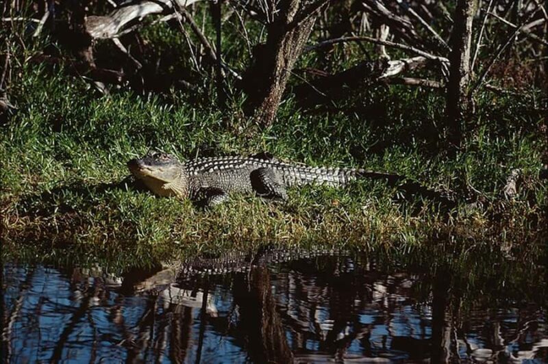 Everglades: Airboat Ride and Wildlife Sanctuary Tour - Exploring the Ten Thousand Islands Ecosystem