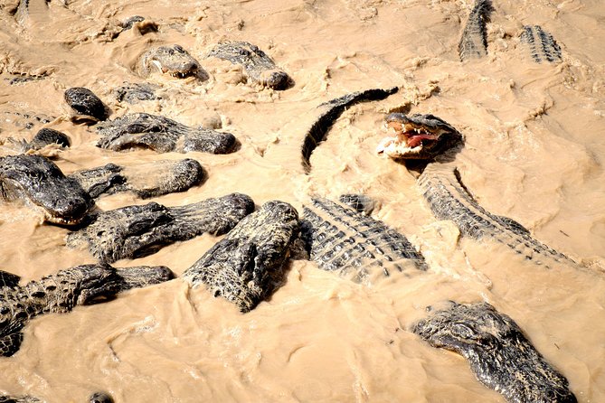 Everglades Airboat, Wildlife Show and free Photo - The Guides and Their Role in the Experience