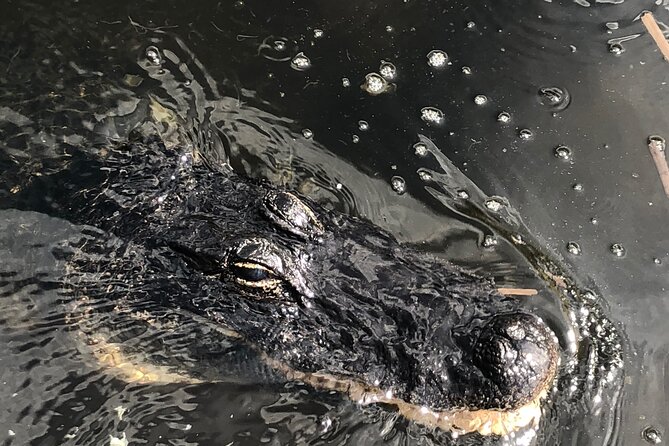Everglades Alligator Airboat Adventure from Miami - Practical Tips and Considerations for Participants