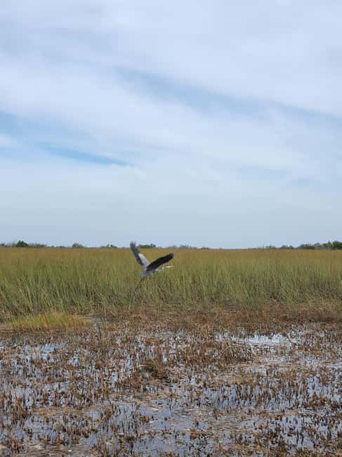 Everglades: boat tour with transportation& entrance included - Miami Beach and South Beach Option: Guided Tour of Art Deco District