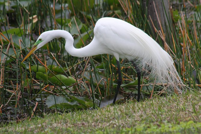 Everglades Day Safari from Fort Myers/Naples Area - Nature Walk in Fakahatchee Strand Preserve State Park