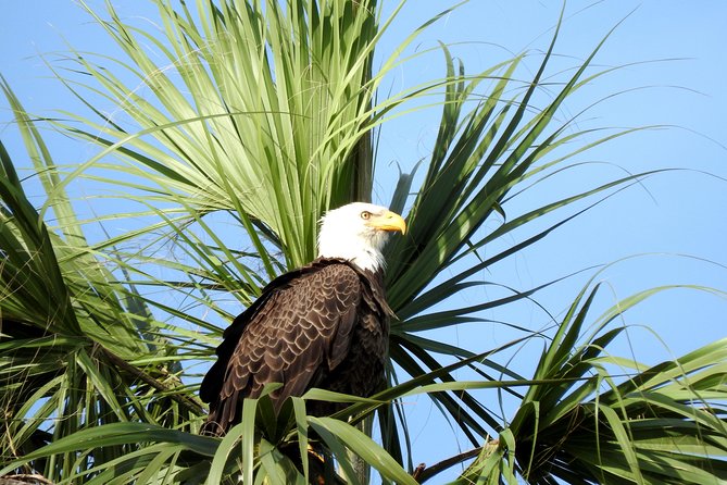 Everglades Day Safari from Ft Lauderdale - Nature Walk Beneath Bald Cypress Trees