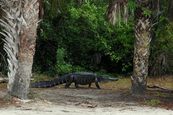 Everglades Day Safari from Ft Lauderdale - Scenic Boat Ride Through the Ten Thousand Islands