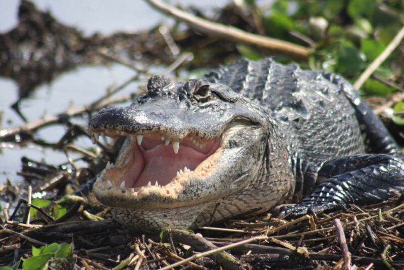 Everglades Day Safari from Sanibel, Fort Myers & Naples - The Tour Starts in Southwest Florida with Convenient Pickup Options