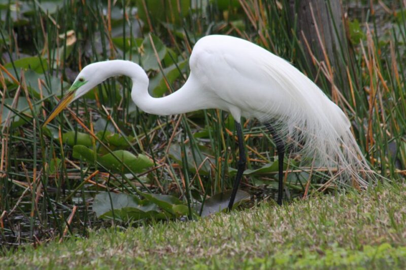 Everglades Day Safari from Sanibel, Fort Myers & Naples - Scenic Boat Cruise into Everglades National Park
