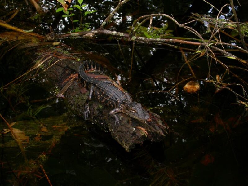 Everglades Day Safari from Sanibel, Fort Myers & Naples - Pacing and Timing of the Tour
