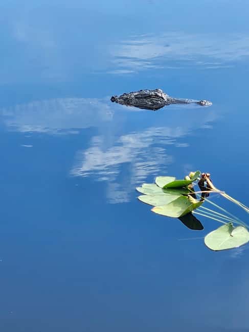 Everglades Eco Airboat Tour small group & top transportation - Visits to Private Islands with Wildlife and Cultural Significance