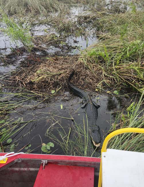 Everglades Eco Airboat Tour small group & top transportation - Transportation and Logistical Convenience