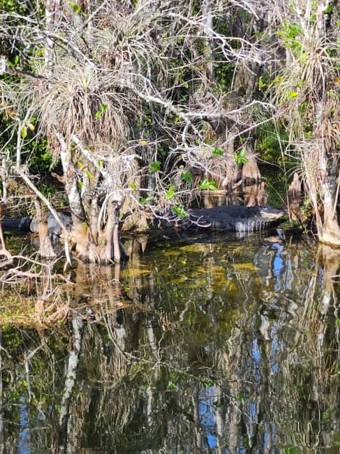 Everglades Eco Airboat Tour small group & top transportation - The 1-Hour Open-Air Airboat Experience