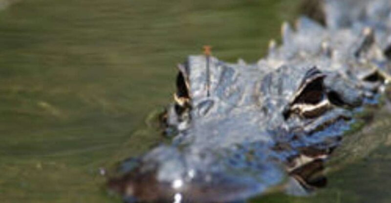 Everglades: Everglades Alligators and Orchids Kayak Eco Tour - The Role of the Expert Naturalist Guides
