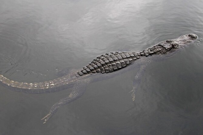 Everglades Express Small Group Tour from Miami with Airboat Ride - Discover the Tranquility of Everglades National Park