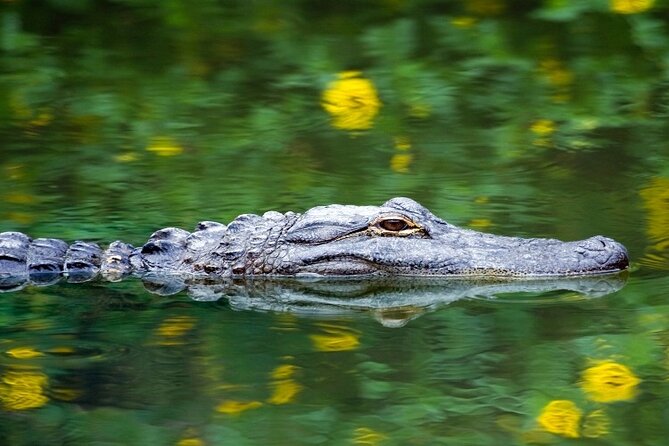 Everglades Express Small Group Tour from Miami with Airboat Ride - Family-Friendly Food and Relaxing Moments