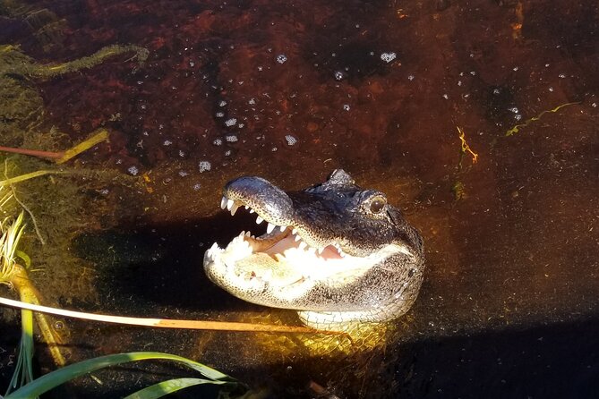 Everglades Florida Airboat Tour - Small Group Airboat Tours Create a Personal Connection