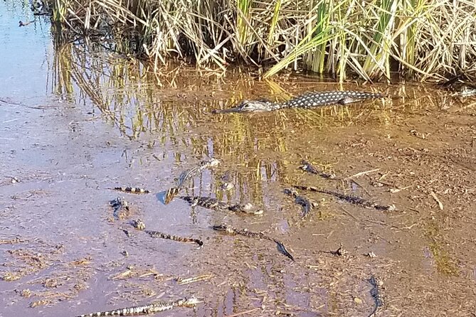 Everglades Florida Airboat Tour - Insights from Reviews: Knowledgeable Guides and Wildlife Sightings