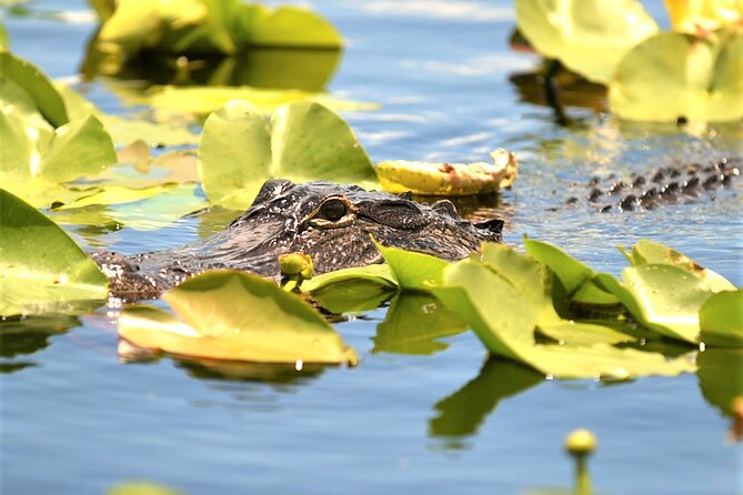 Everglades Holiday Park Airboat Tours & Rides - Potential Limitations and Considerations