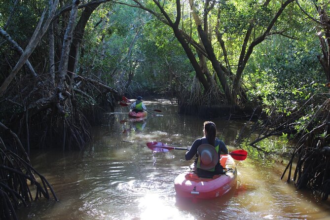 Everglades Kayak & Canoe Rentals - Wildlife Encounters: Manatees, Gators, and Dolphins