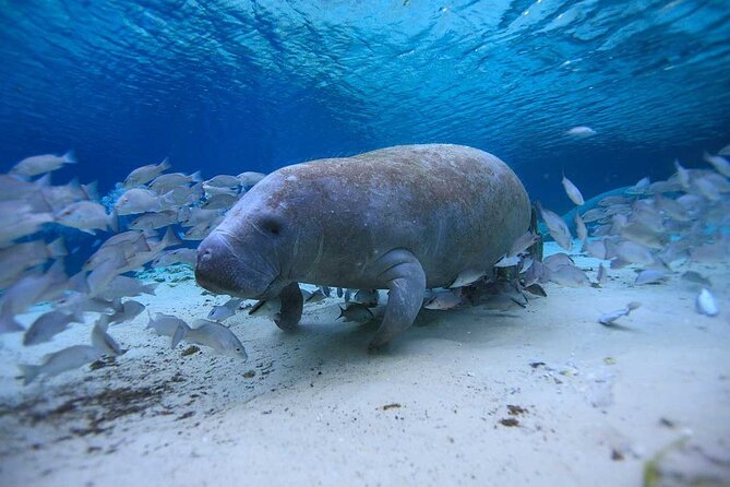 Everglades Kayak & Canoe Rentals - Comfort and Equipment: Canoes and Kayaks