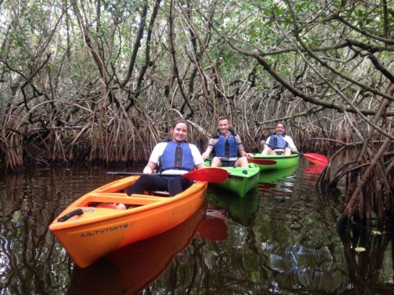 Everglades Kayak Safari Adventure Through Mangrove Tunnels - Encountering Wildlife: Alligators, Turtles, and Birds