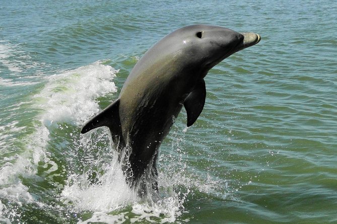 Everglades Manatee, Dolphin and Birding Boat Tour (2 hours) - Meet Your Guide: A Naturalist with Deep Knowledge
