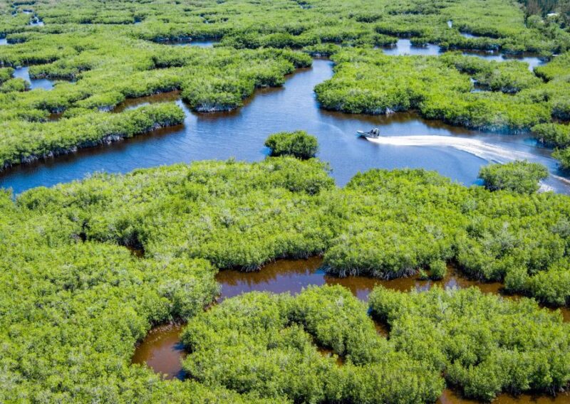 Everglades: Mangrove, Grassland Airboat Tours, & Boardwalk - Practical Tips for the Tour Day
