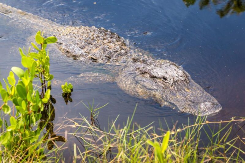 Everglades: Mangrove, Grassland Airboat Tours, & Boardwalk - How the Tour Compares to Similar Experiences