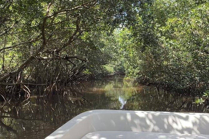 Everglades Mangrove Wilderness Boat Tour - The Observation Tower and Additional Features