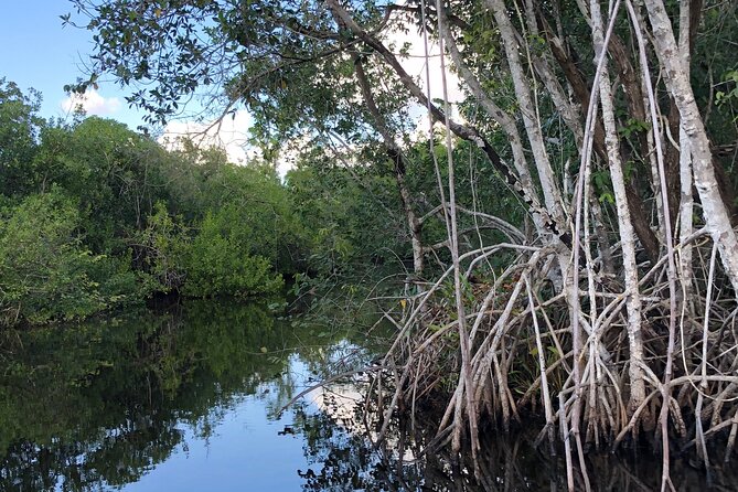 Everglades Mangrove Wilderness Boat Tour - What Sets This Tour Apart from Similar Activities