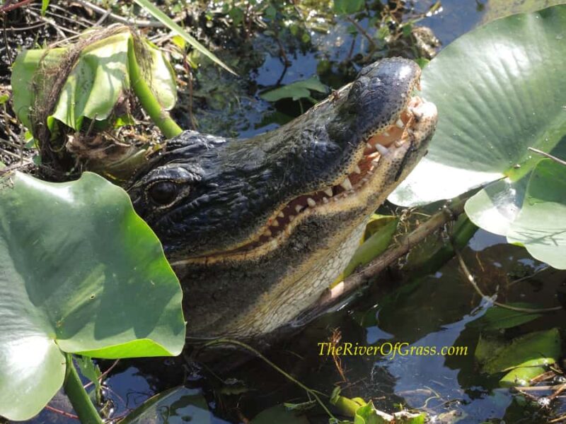 Everglades: Miami River of Grass Private Airboat Sunset Tour - Practical Tips for a Comfortable Ride