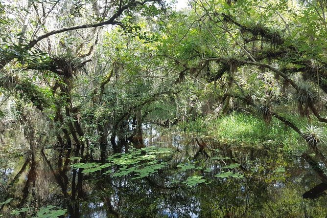 Everglades National Park Biologist Led Adventure: Cruise, Hike + Airboat - Up-Close Encounter on the 1-Hour Airboat Ride in Big Cypress