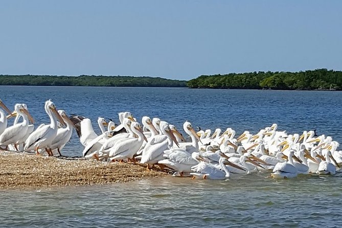 Everglades National Park Biologist Led Adventure: Cruise, Hike + Airboat - Walking and Scenic Drives Through Big Cypress National Preserve