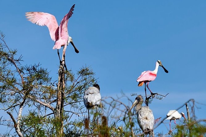 Everglades National Park Biologist Led Adventure: Cruise, Hike + Airboat - Cruising the 10,000 Islands and Visiting Everglades City