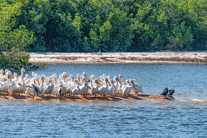 Everglades National Park Boat Tour - Scenic Routes Through Everglades National Park and Chokoloskee Bay