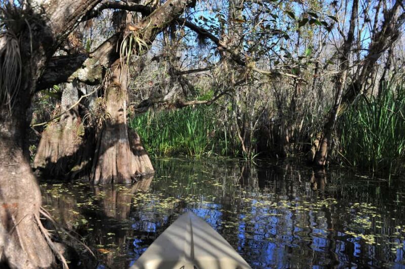 Everglades National Park: Mangrove Tunnel Kayak Eco-Tour - The Guides: Knowledgeable and Engaging