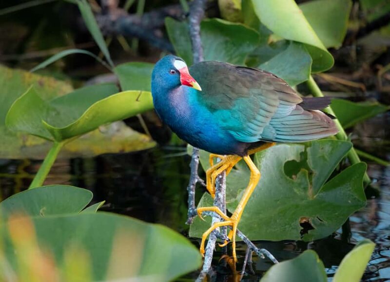 Everglades National Park: Mangrove Tunnel Kayak Eco-Tour - Who Will Benefit Most from This Tour