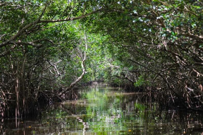 Everglades National Park: Mangrove Wilderness Tour - Exploring the Winding Mangrove Tunnels