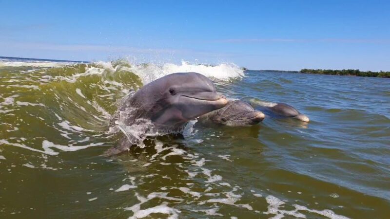 Everglades National Park: Motorboat Eco Tour - How the Tour Balances Relaxation and Adventure