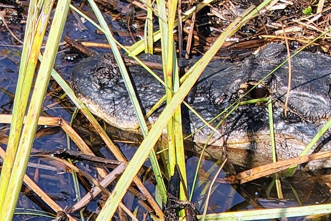 Everglades National Park Naturalist Led Hike, 2 Boat Trips + More - Unique Stops at Ochopee and Big Cypress