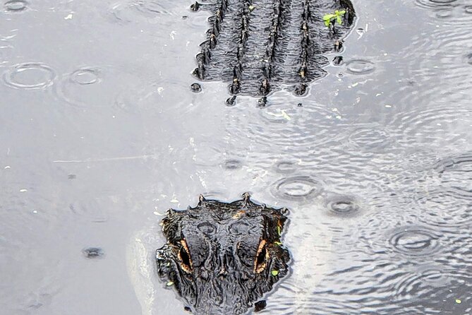 Everglades National Park Naturalist Led Hike, 2 Boat Trips + More - Discovering Everglades City and Smallwood Store