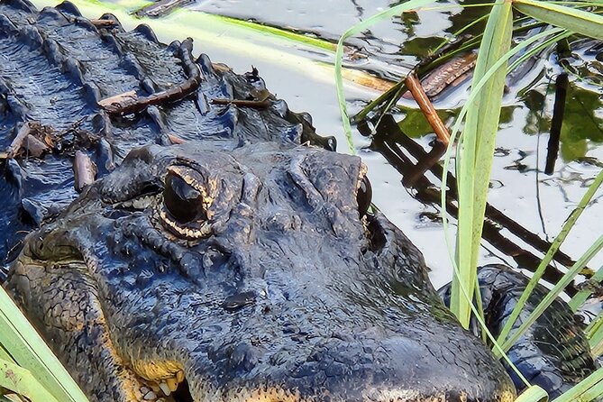 Everglades National Park Naturalist Led Hike, 2 Boat Trips + More - Driving Past Florida’s Largest State Park
